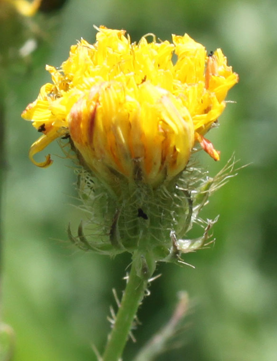 Crepis setosa / Radicchiella cotonosa
